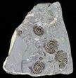 Ammonite Fossil Slab - Marston Magna Marble #63503-1